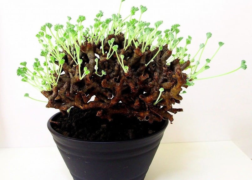 ペラルゴニウム ミラビレ Pelargonium mirabile №2 | mana's g ペラルゴニウム ミラビレ Pelargonium mirabile №2 | mana's g