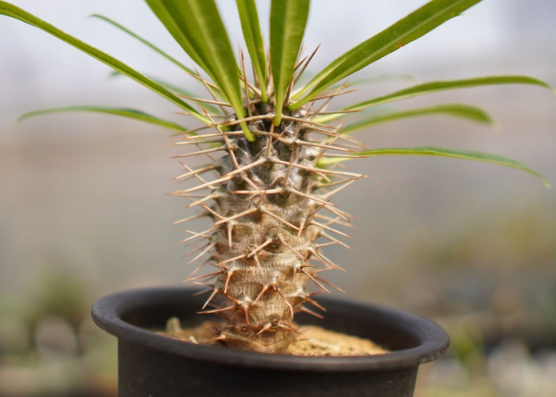 パキポディウム ラメリー | mana's farm:塊根植物・アガベ・ドライ