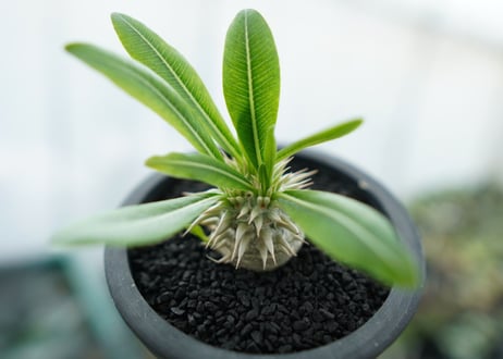 パキポディウム　恵比寿大黒　Pachypodium Densicaule　No.7