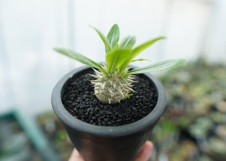 パキポディウム　恵比寿大黒　Pachypodium Densicaule　No.7