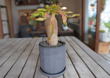 飛竜　Euphorbia stellata