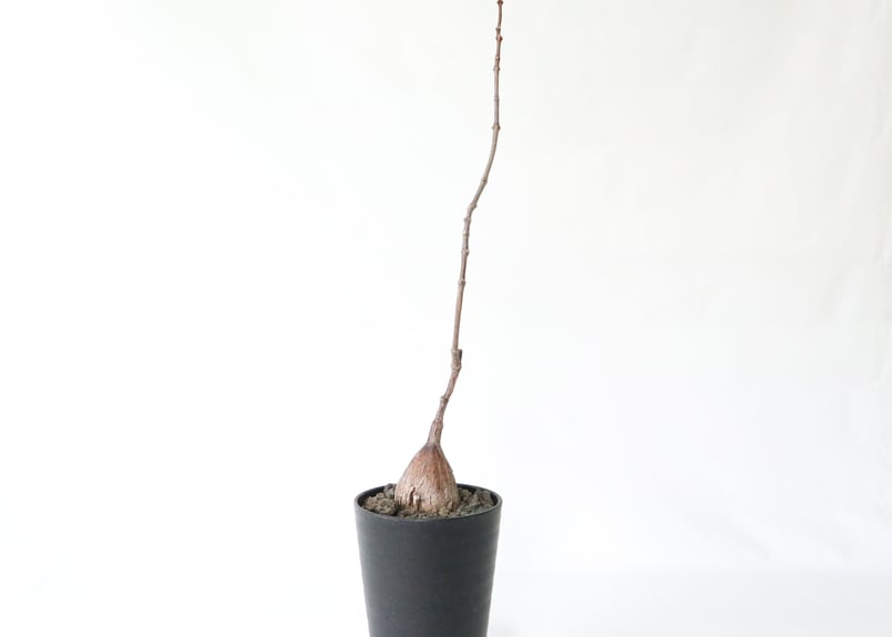 フォッケア ツゲレンシス | mana's farm:塊根植物・アガベ・ドライ