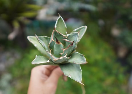 Agave titanota 白鯨 A NO.5