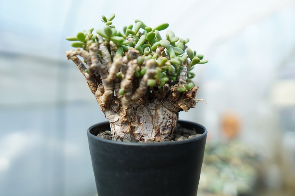 ケラリア ピグマエア Ceraria pygmaea No.3 | mana's farm:
