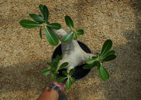 パキポディウム　エブレネウム　Pachypodium eburneum  No.2