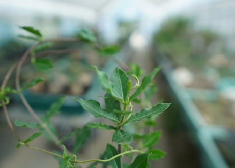 フォッケア　エデュリス　”火星人”　Fockea edulis