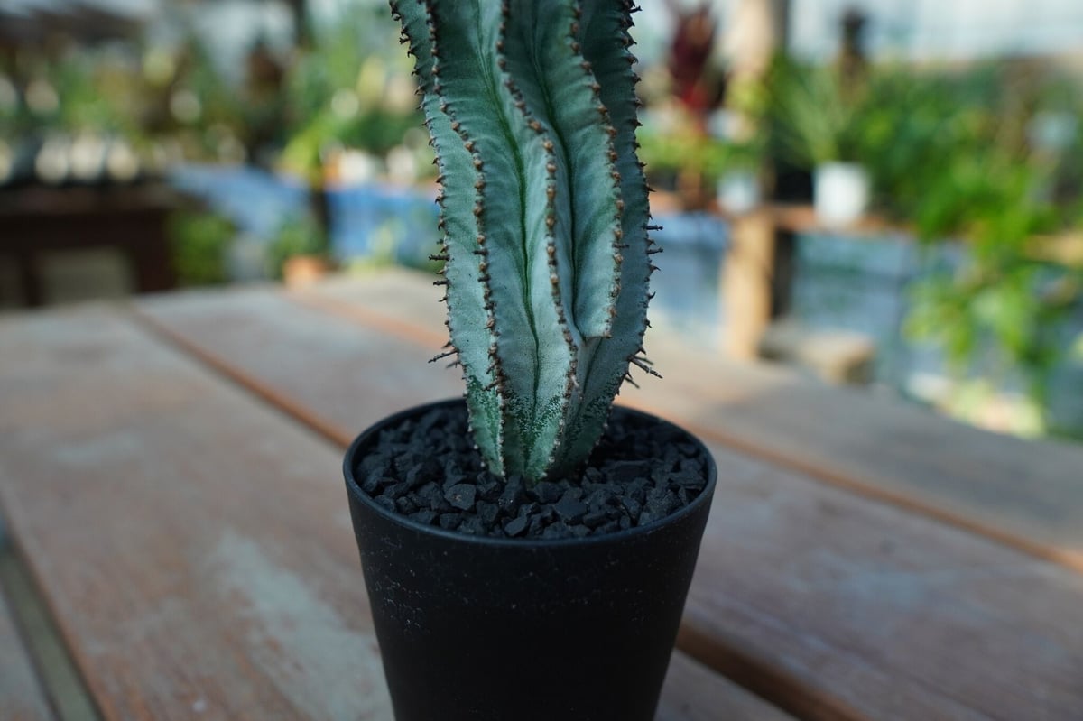 特大 ユーフォルビア ホリダ \