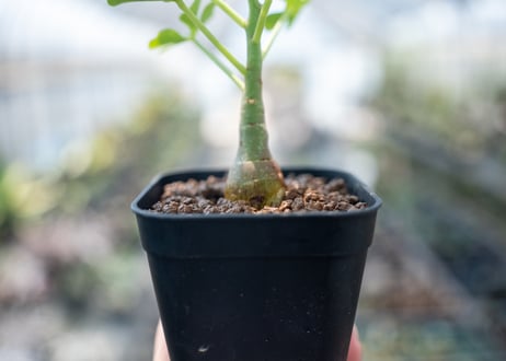 アデニア グラウカ  Adenia glauca　NO.2