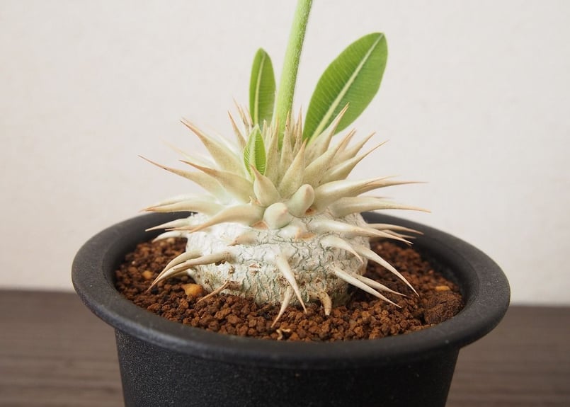 パキポディウム エブレネウム | mana's farm:塊根植物・アガベ・ドライ