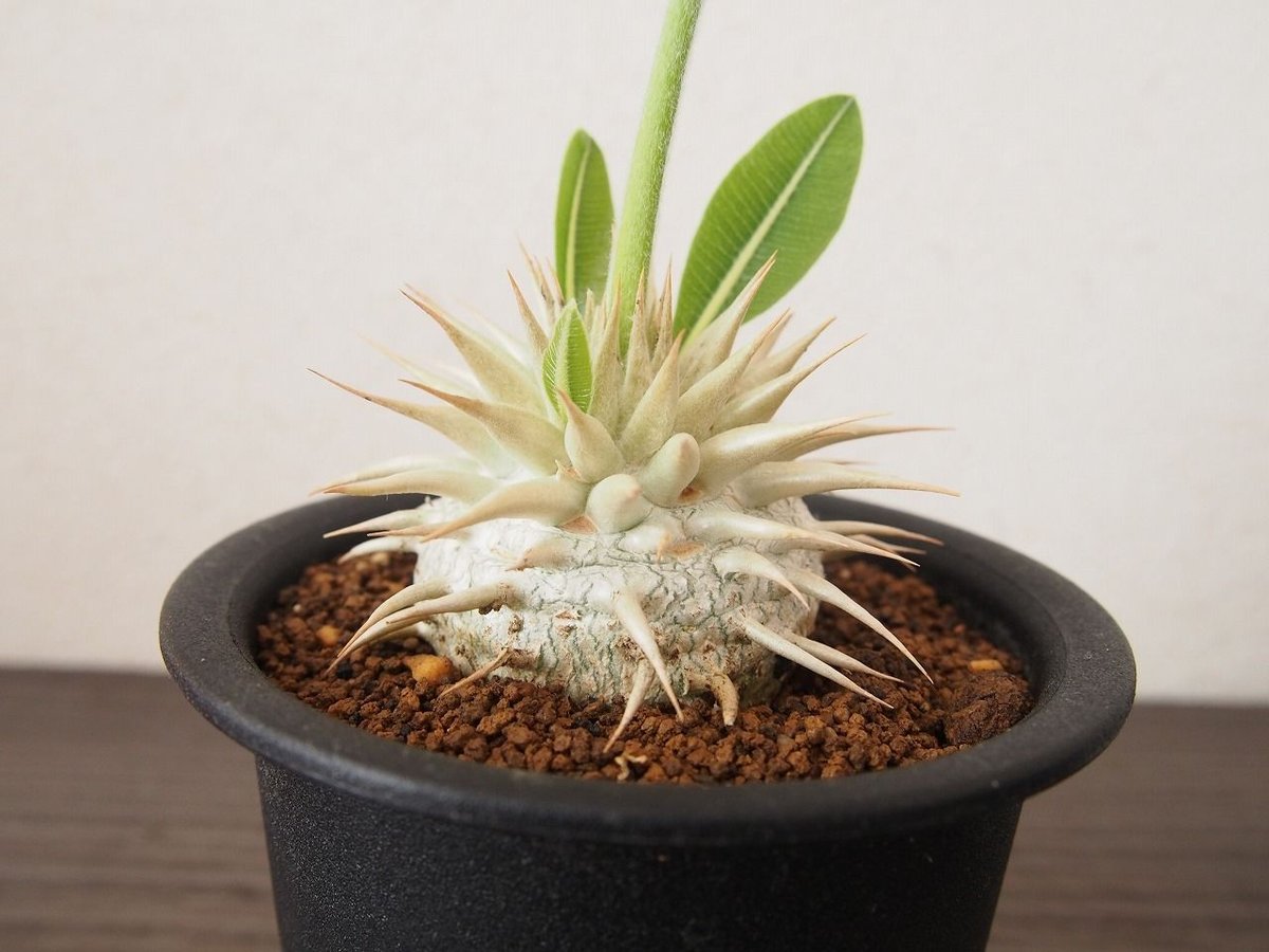 パキポディウム エブレネウム | mana's farm:塊根植物・アガベ
