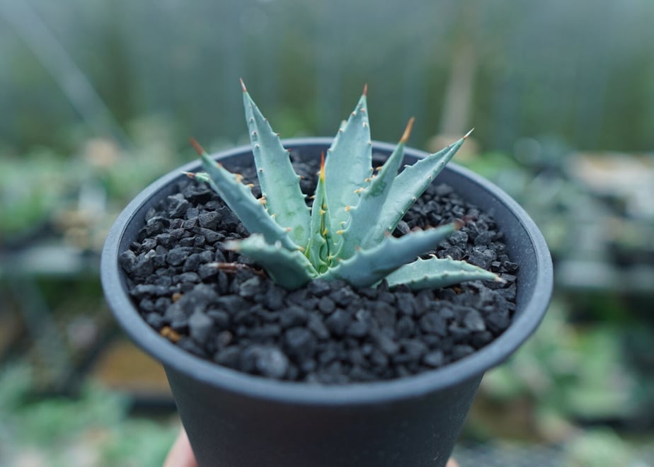 64a91147ea3b83002f7fd447