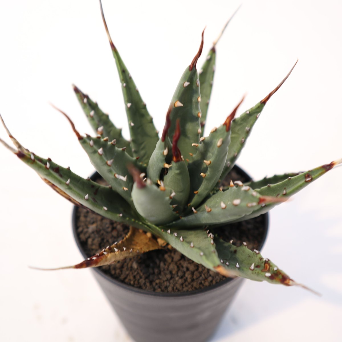 月末セール【アガベ ユタエンシス「ネバデンシス鮮明黄覆輪斑」子株