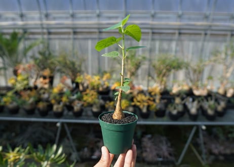 フィカス パルメリー Ficus palmeri