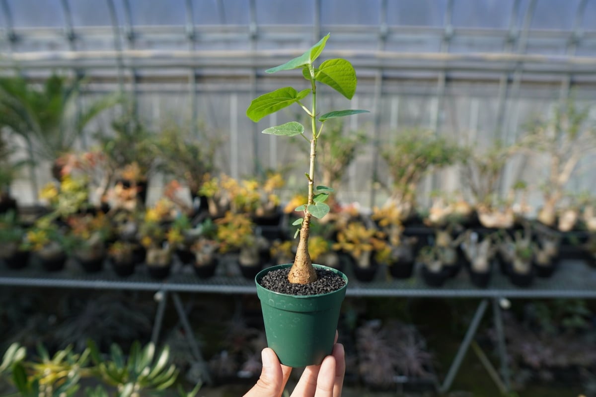 フィカス パルメリー Ficus palmeri | mana's farm:塊根植物・アガベ