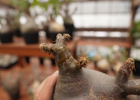 パキポディウム　グラキリス　Pachypodium gracilius　抜き苗　№112