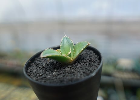アガベ　チタノタ　FO-76　agave titanota  FO-76　No.4