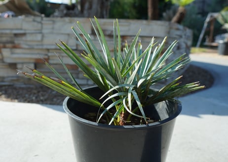 チャメロプス　セリフェラ 　Chamaerops humilis var. Cerifera