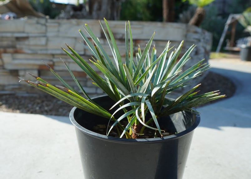 チャメロプス セリフェラ Chamaerops humilis var. Cerifera