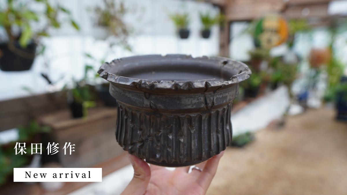 保田修作氏の鉢が再入荷しました。 | mana's farm:塊根植物・アガベ