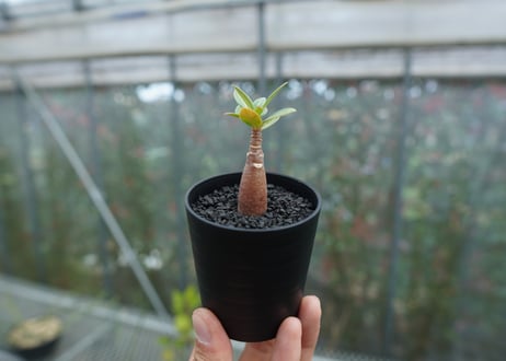 アデニウム　Adenium  No.3