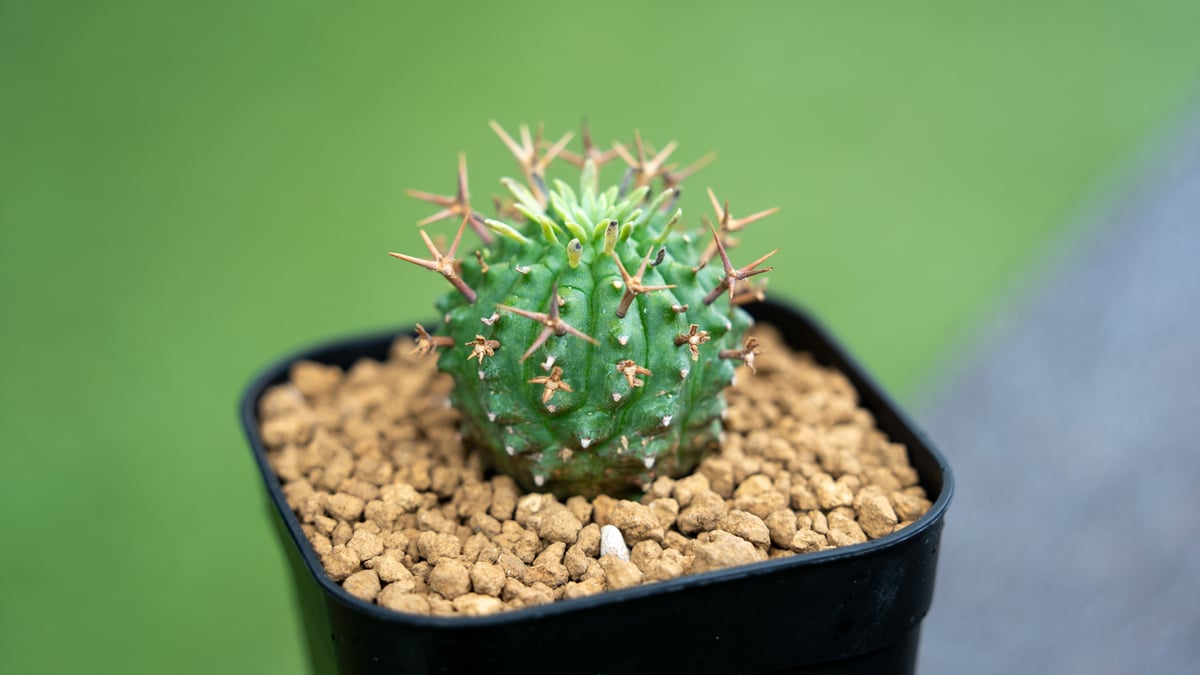 【大株】ユーフォルビア群星冠 国内実生 塊根植物 サボテン ユーフォルビア 群星冠 | mana's farm:塊根植物・アガベ・ドライ