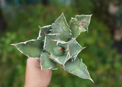 Agave titanota 白鯨 B NO.1