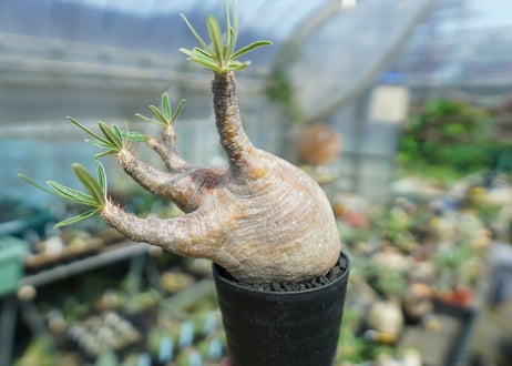 パキポディウム　グラキリス　Pachypodium gracilius　No.1