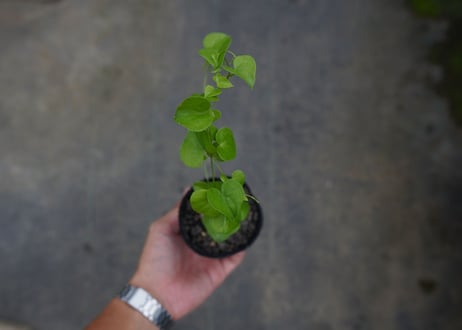 亀甲竜　Dioscorea elephantipes No.1