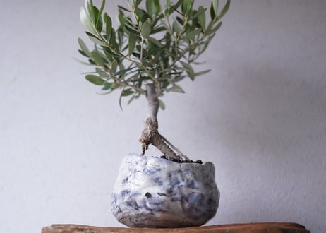 Olive Bonsai