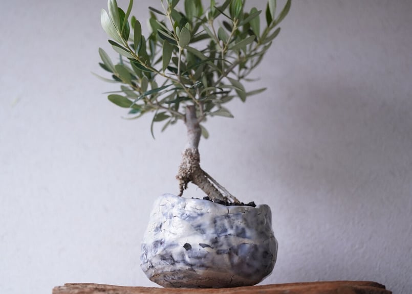 オリーブ盆栽　Olive Bonsai 盆栽】オリーブ OLIVE | BONSAI 鉄と山