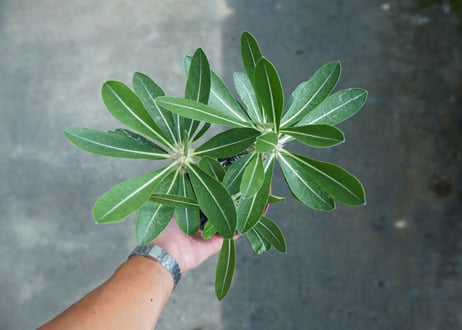 パキポディウム　デンシフローラム　Pachypodium densiflorum　No.2