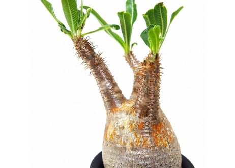Pachypodium Gracilius パキポディウム  グラキリス  №3 little