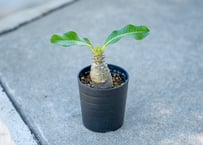 沖縄実生！超緑！最高！ボンバックス！ プセウド ボンバックス 沖縄実生 | mana's farm:塊根植物