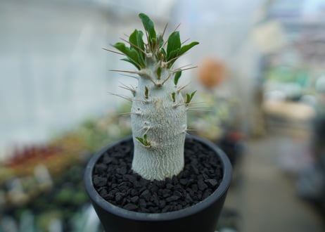 パキポディウム　サンデルシー　Pachypodeium saundersii  No.8