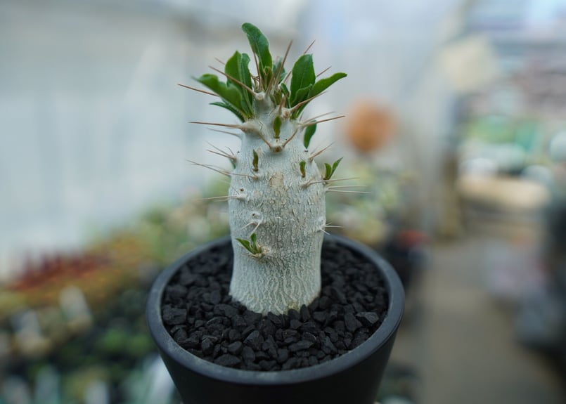 パキポディウム サンデルシー Pachypodeium saundersii No.8 |