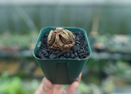 亀甲竜　Dioscorea elephantipes　No.3