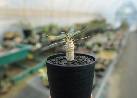 パキポディウム　グラキリス　 Pachypodium Gracilius  No.3