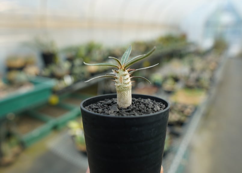 パキポディウム グラキリス Pachypodium Gracilius No.3 | ma...