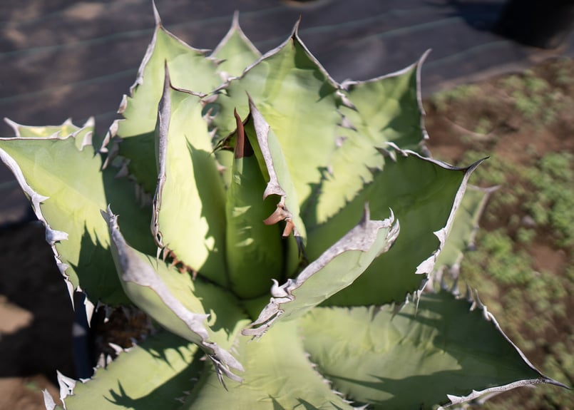 Agave Fo-76 特選特大株のカキコ株 | mana's farm:塊根植物