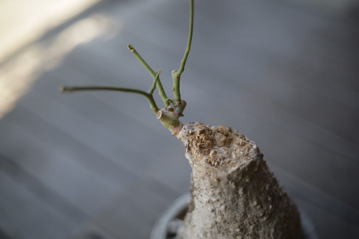 ケドロスティス アフリカーナ Kedrostis africana | mana's gree ケドロスティス アフリカーナ Kedrostis africana | mana's gree