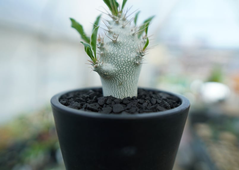 パキポディウム サンデルシー Pachypodeium saundersii No.5 |