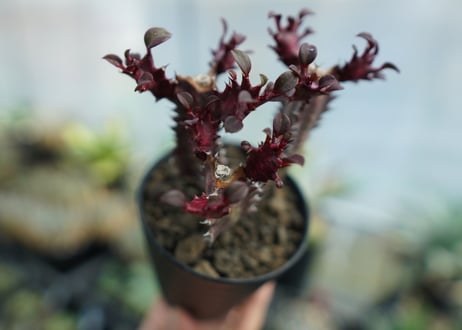 ユーフォルビア　トリゴナ　Euphorbia trigona