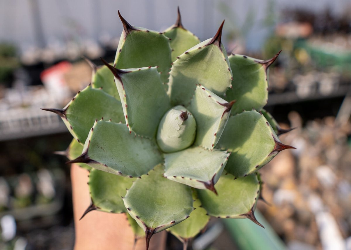 Agave Potatorum×Macroacantha NO.2 | mana's fa