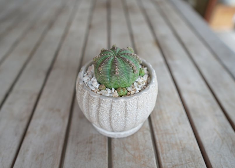 ユーフォルビア シンメトリカ Euphorbia symmetrica | mana's fa
