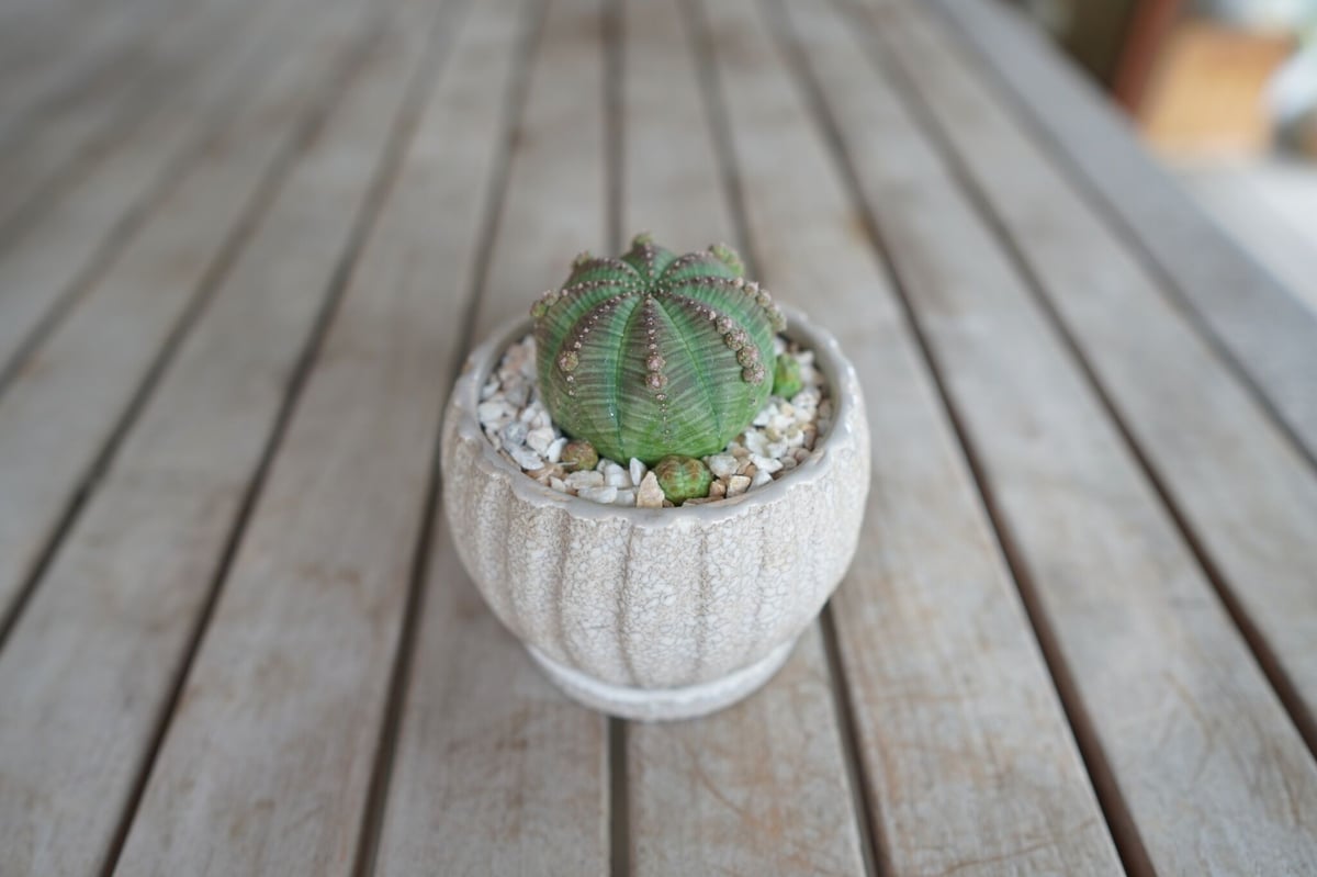 ユーフォルビア シンメトリカ Euphorbia symmetrica | mana's fa