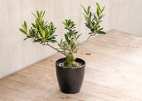 ジゴシキオス プベスセンス | mana 