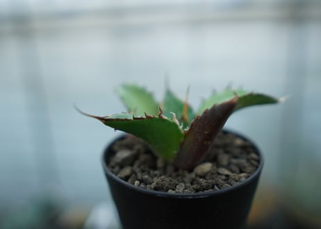アガベ　チタノタ　ハデス　Agave titanota Hades