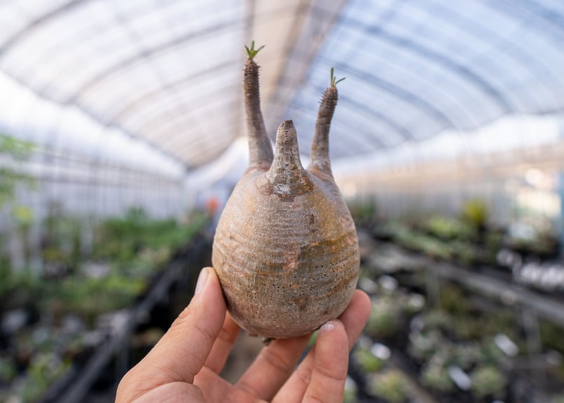 パキポディウム グラキリス 抜き苗 9/30まで限定！ | mana's farm:塊根