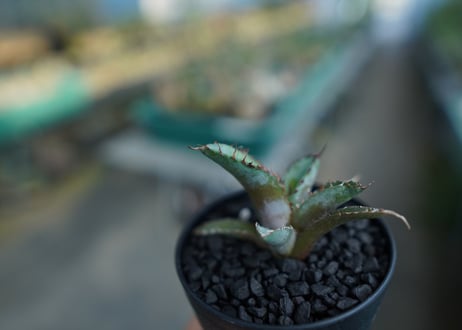 アガベ　チタノタ　 ブラックアンドブルー 　Agave titanota black and blue　No.2