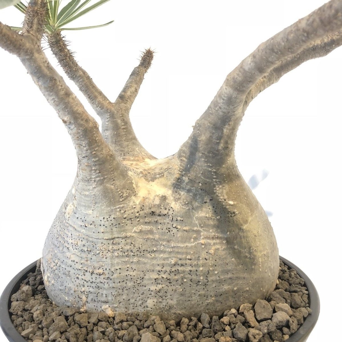 パキポディウム グラキリス No.142 | mana's farm:塊根植物・アガベ・ド